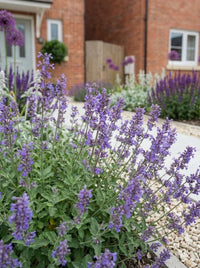 Foliage Close Up · Catmint sprawling in soft lilac drifts along the path, brick house and side gate behind