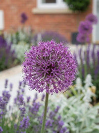 Foliage Close Up · Single purple allium head on a tall stem, lavender and lamb's ear soft behind
