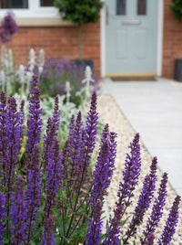 Foliage Close Up · Dark-stemmed salvia spikes in deep violet, leading the eye to the sage-green front door