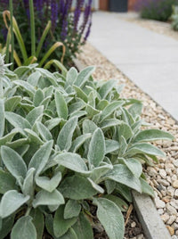 Foliage Close Up · Lamb's ear spreading its felted silver leaves over the gravel edge of the path
