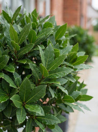 Foliage Close Up · Close-up of bay laurel leaves on a clipped ball, veins catching the light