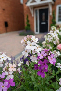 Foliage Close Up · White and mauve sweet rocket flowering by the path, the porch blurred in the distance