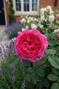 Foliage Close Up · Deep pink rose in full bloom above the lavender edging, front door out of focus behind