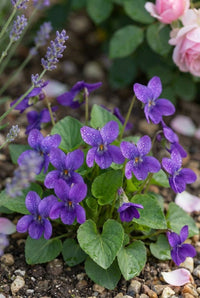 Foliage Close Up · Purple sweet violets at ground level with lavender and a pink rose above