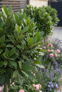 Foliage Close Up · Aromatic bay leaves on the clipped head, roses and lavender beyond