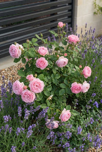Foliage Close Up · Pink rosette-shaped roses flowering above lavender at the edge of the gravel
