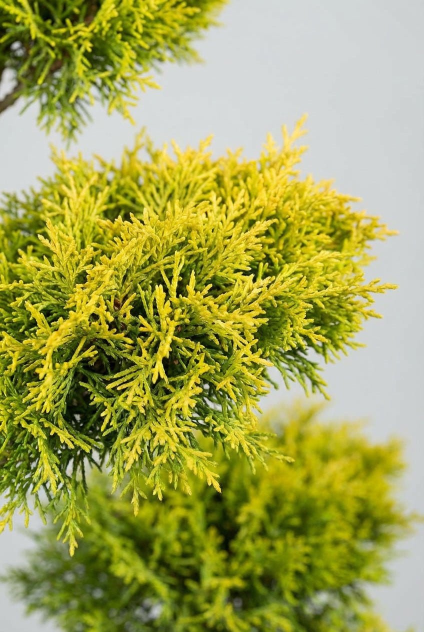 Close-up studio photograph of Gold Rider bonsai foliage, showcasing fine-textured golden-yellow and green conifer leaves against a clean neutral background, highlighting colour contrast, density, and healthy growth.