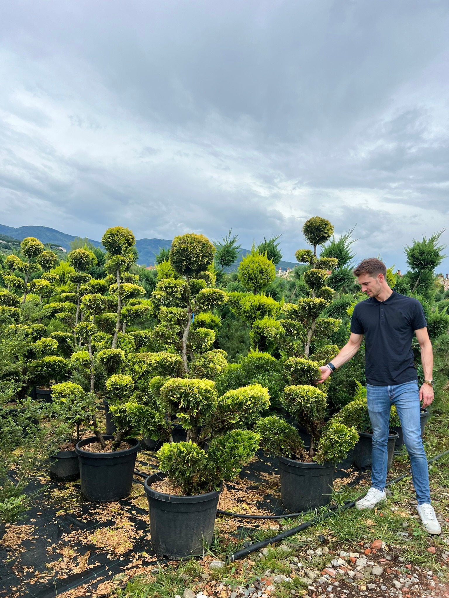 A 170cm Cupressus macrocarpa 'Goldcrest' cloud topiary with bright yellow-green foliage displayed in a nursery, showcasing multi-tier pom-pom topiary styling with sculptural layers, demonstrating premium architectural topiary trees for formal garden design and doorway plants.