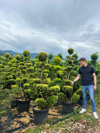 Nursery · A team member reaches into a nursery block of golden bonsai trees under a heavy grey sky.