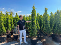 Nursery · A team member reaches out to a golden cypress in a sunlit nursery row under a clear blue sky.