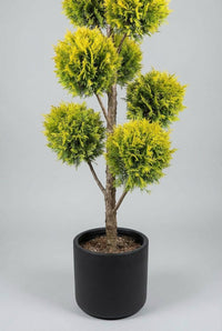 Studio · Lower half of a golden cypress pom-pom tree, bare woody trunk visible between the clipped balls