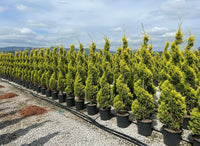 Nursery · A long nursery row of golden cypress spirals in black pots, hills on the horizon.