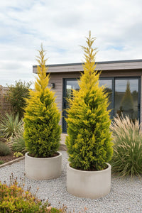 Showcase · Two golden cypresses in round concrete pots on gravel, grasses beside a timber-clad garden room.
