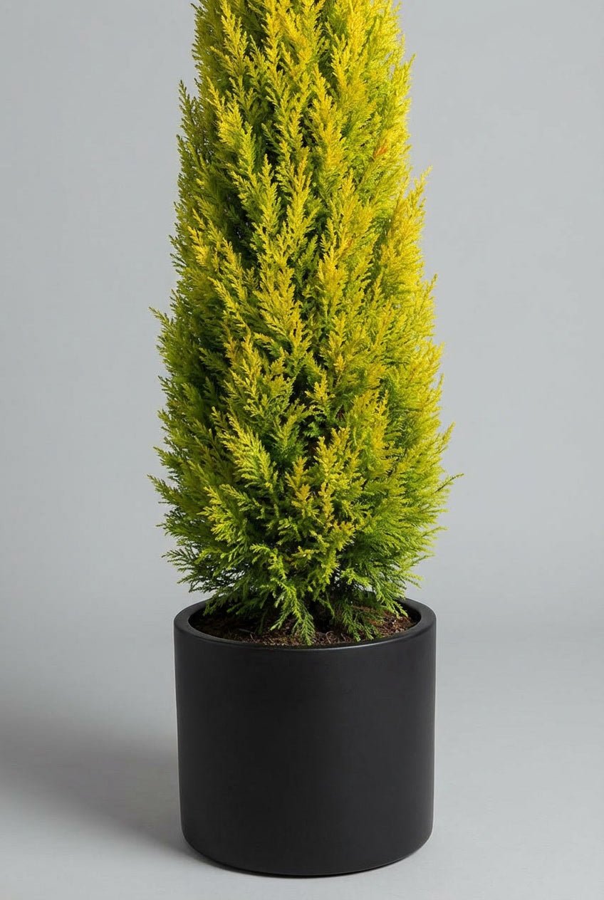 Tall Gold Rider leylandii pencil topiary tree with narrow, columnar form and vibrant yellow-green evergreen foliage, presented in a black nursery pot against a neutral studio background for UK gardens and entrances.