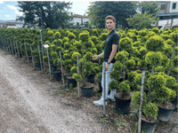 Nursery · A team member stands beside nursery rows of clipped pom-pom cypress in black pots