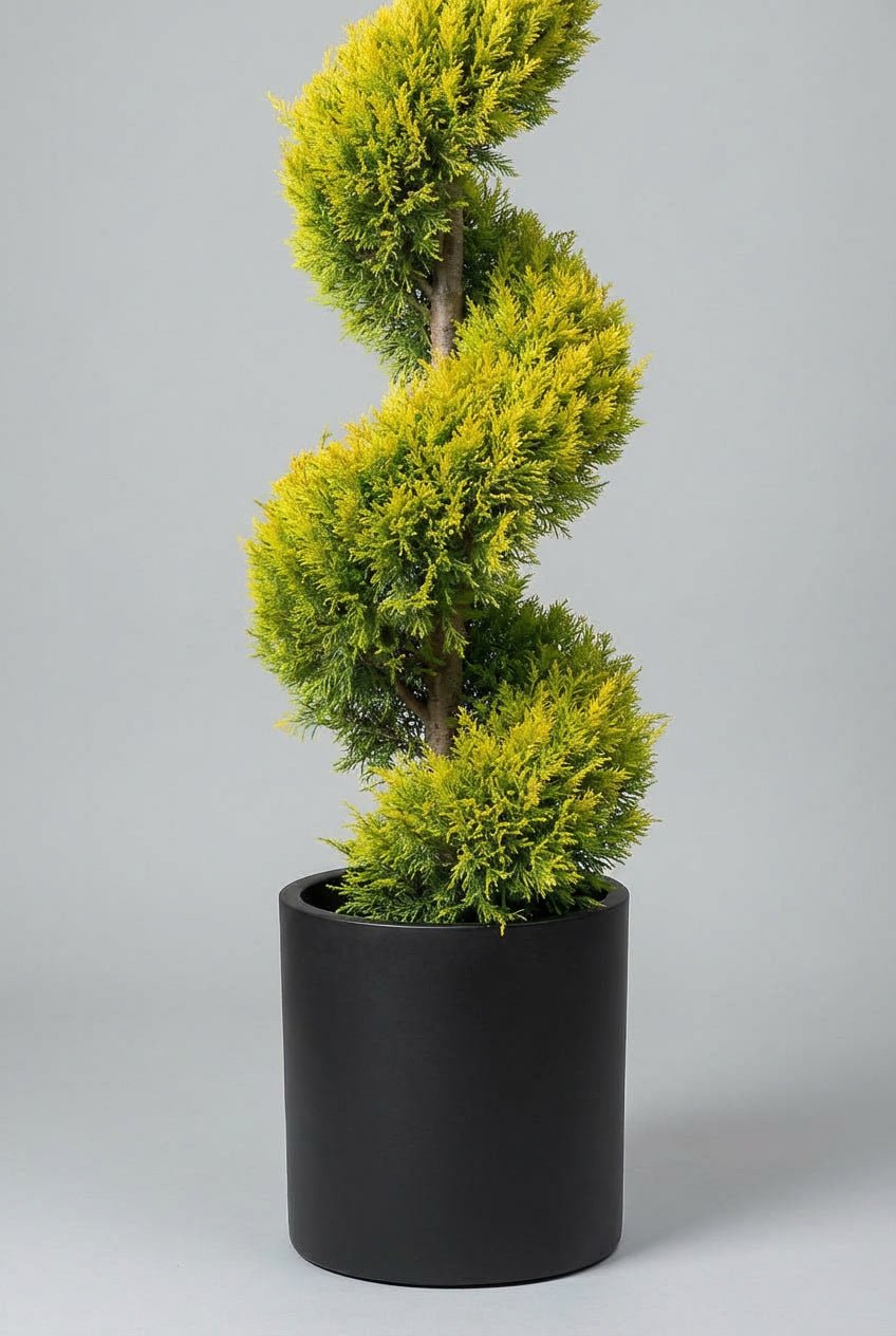Studio photograph of a Cuprocyparis leylandii ‘Gold Rider’ spiral topiary tree, featuring vibrant golden-yellow evergreen foliage, planted in a matte black pot against a soft grey background.