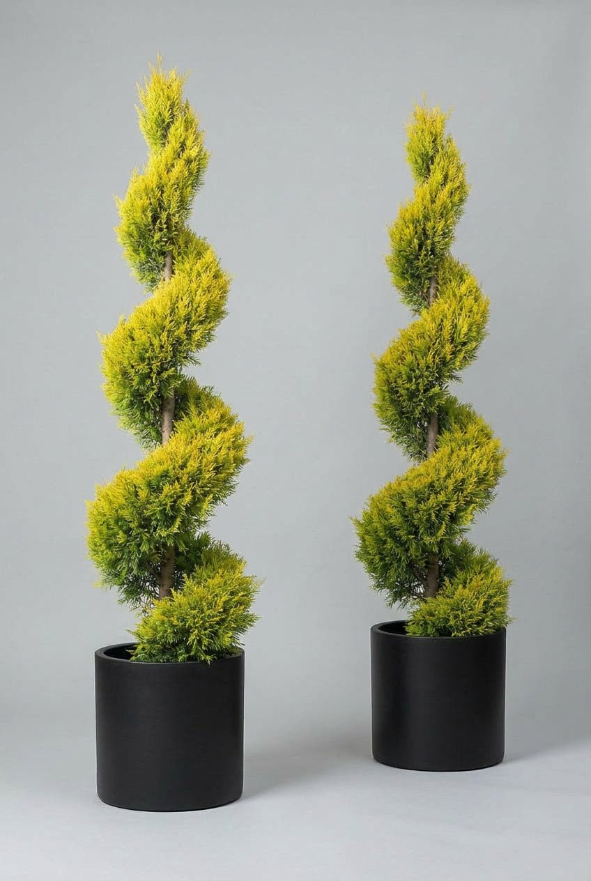 Studio photograph of a hand-matched pair of Golden Cypress ‘Gold Rider’ spiral topiary trees, featuring vibrant yellow-green evergreen foliage, planted in matte black pots against a clean grey background.