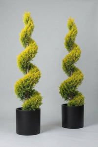 Studio · Lior and Saffra side by side, golden foliage clipped into tall spirals above black pots.