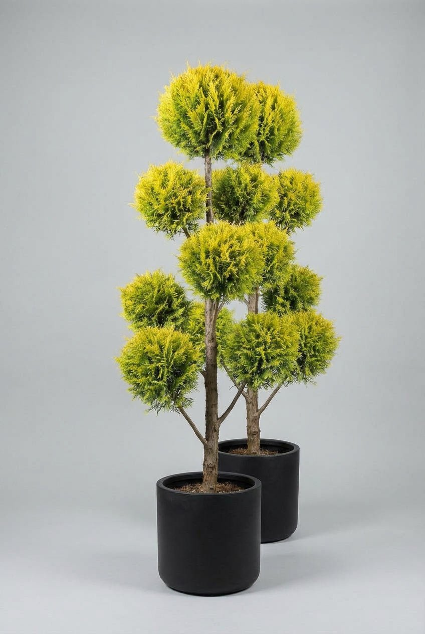 A matched pair of golden cypress pom-pom topiary trees with stacked spherical foliage, offering architectural evergreen structure ideal for doorway plants and symmetrical entrance design.