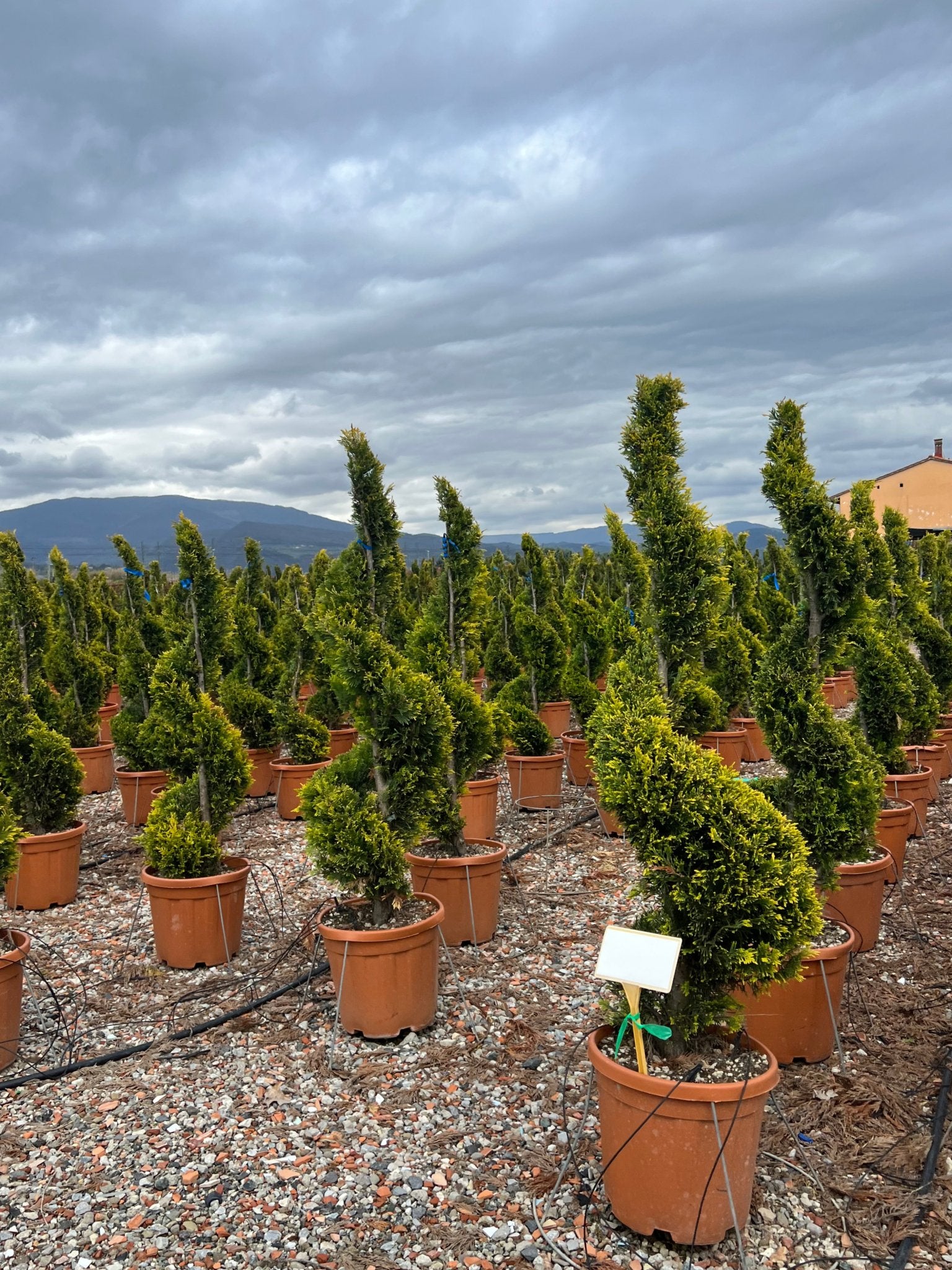 Rows of Cupressus macrocarpa 'Goldcrest' spiral topiary in terracotta pots at a commercial nursery, showcasing golden-yellow twisted spiral topiary pair forms, demonstrating wholesale buy topiary trees for architectural garden design and formal entrance symmetry with sculptural evergreens.