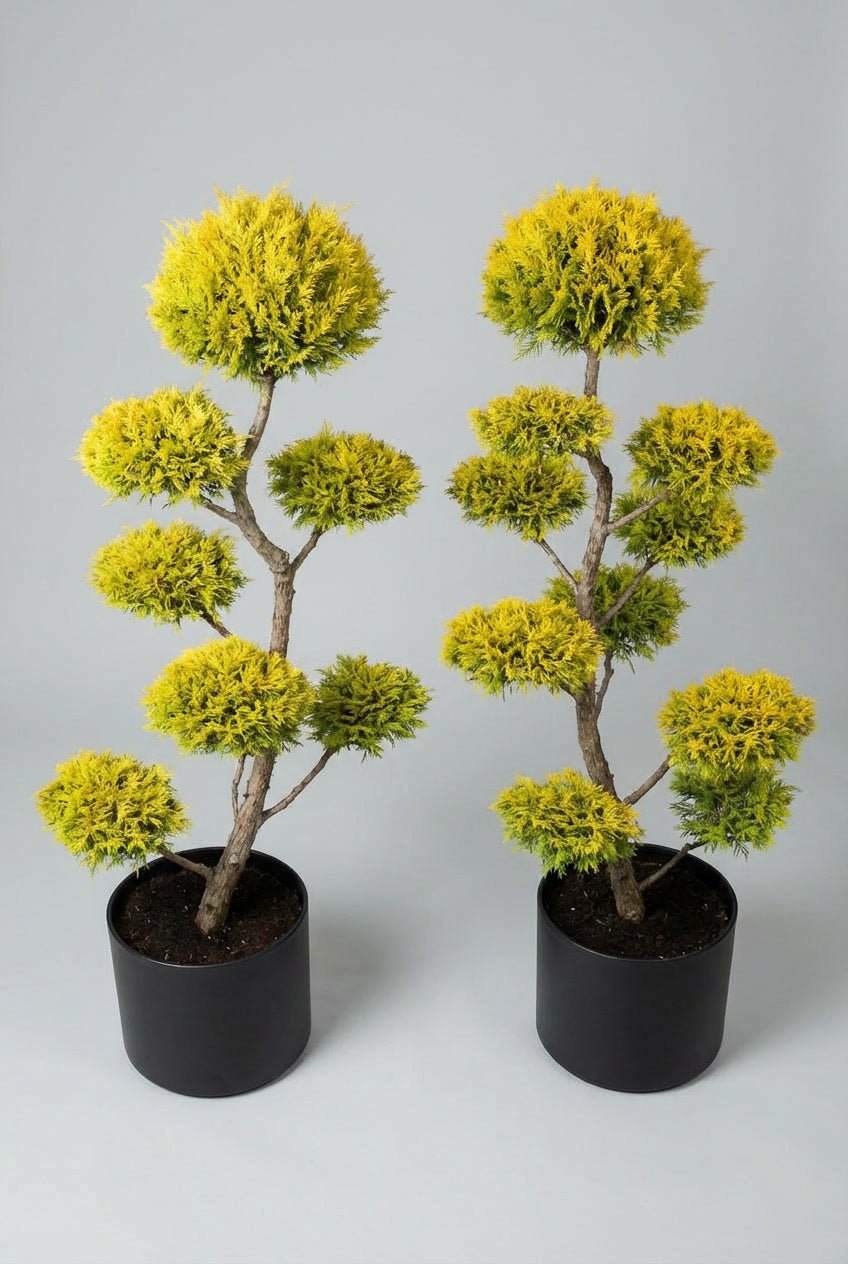 A hand-matched golden cypress topiary pair standing at 170cm, featuring vibrant yellow evergreen foliage shaped for doorway symmetry and architectural garden design.