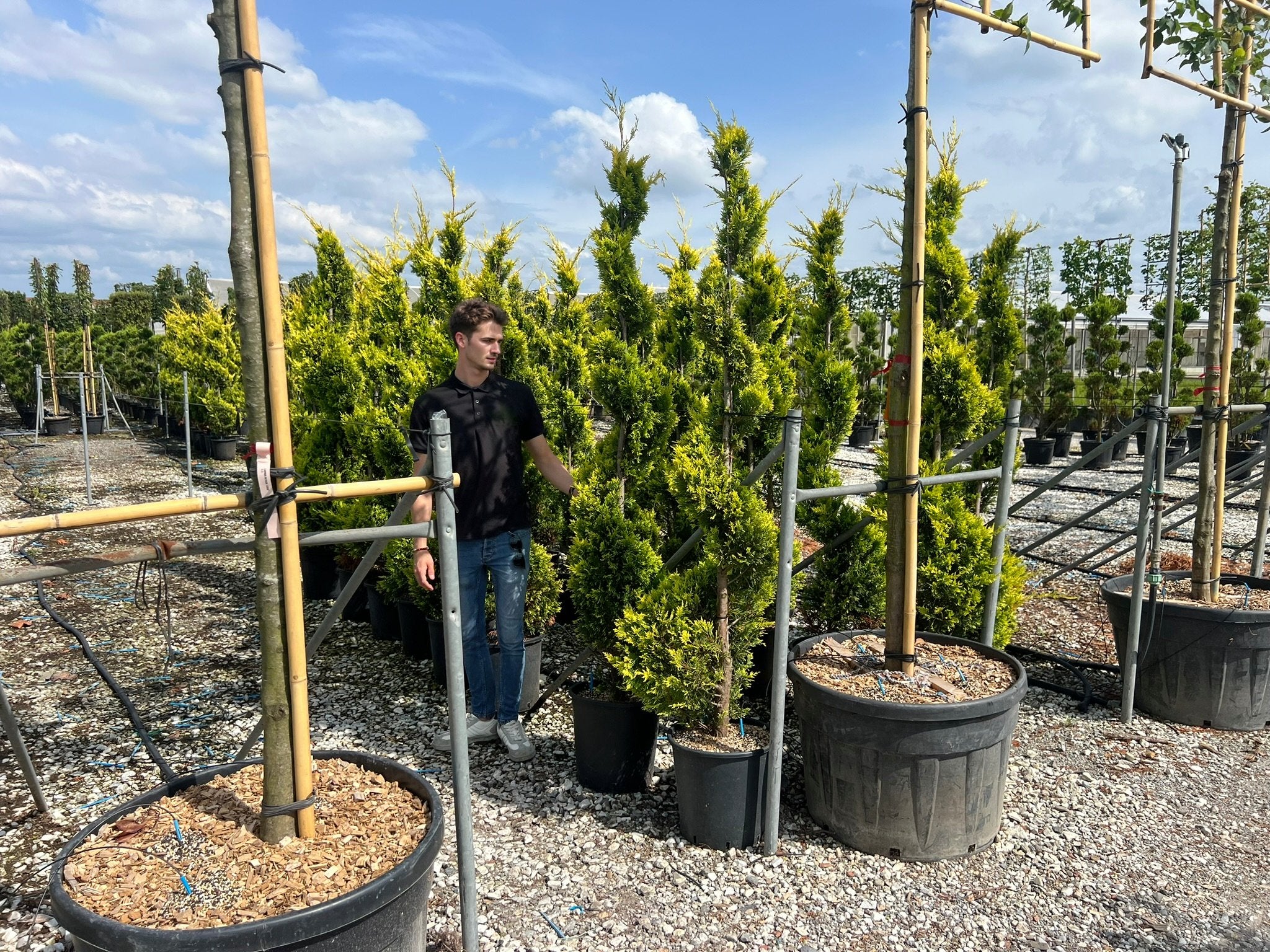 Rows of 170cm Cupressus macrocarpa 'Goldcrest' spiral topiary in a nursery, showcasing bright yellow-green foliage with twisted spiral topiary pair forms, demonstrating architectural topiary plants ideal for formal entrances and doorway symmetry with sculptural evergreen design.