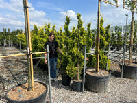 Nursery · A team member walks past taller golden cypress spirals staked in large nursery pots.