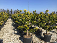 Nursery · Rows of golden bonsai-pruned cypress in black pots on white gravel, mountains on the horizon.