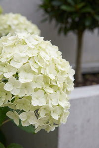Foliage Close Up · Cream Annabelle hydrangea head in close-up, a bay lollipop standing behind