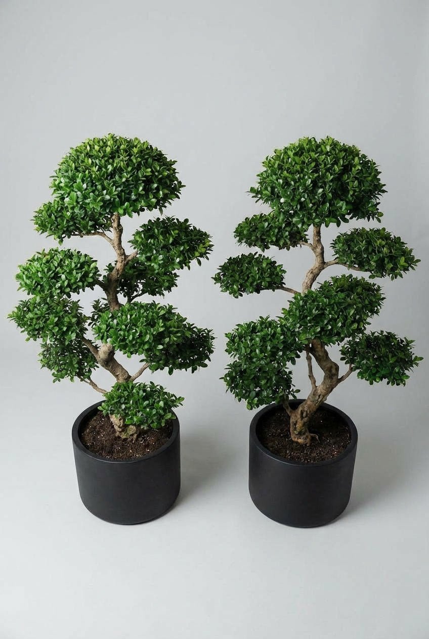 A pair of Ilex crenata (Japanese holly) cloud topiary in black planters photographed on studio background, showcasing multi-tier pom-pom topiary forms with dense evergreen foliage, demonstrating blight-resistant boxwood alternative topiary plants ideal for curated evergreen pairs and doorway symmetry.