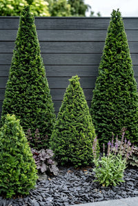Foliage Close Up · Three cones of differing heights in front of a charcoal fence, heuchera and salvia below