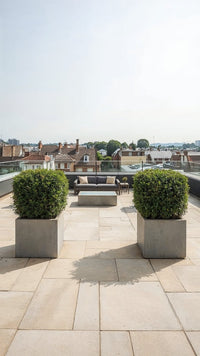 Showcase · Two cubed evergreen shrubs in square concrete planters on a paved rooftop terrace above rooftops