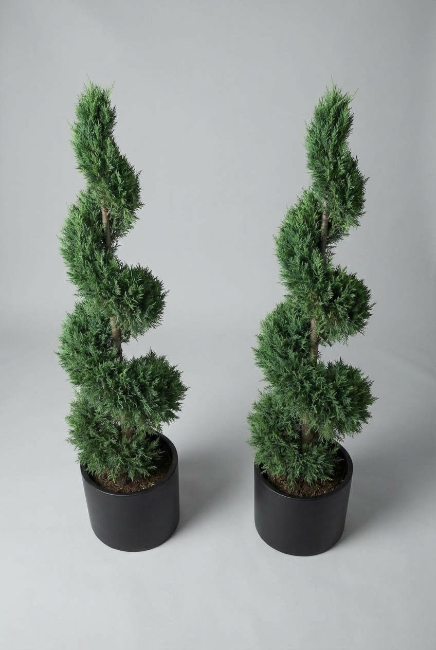 Overhead studio view of a matched pair of Italian cypress spiral topiary trees, showcasing dense evergreen foliage trained into elegant spiral forms, planted in matte black pots against a soft grey background.