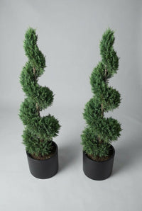 Studio · The cypress spiral pair from above, both corkscrews winding down into matching black pots.