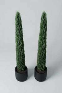 Studio · The cypress pair seen from a low angle, both columns rising well above their black planters