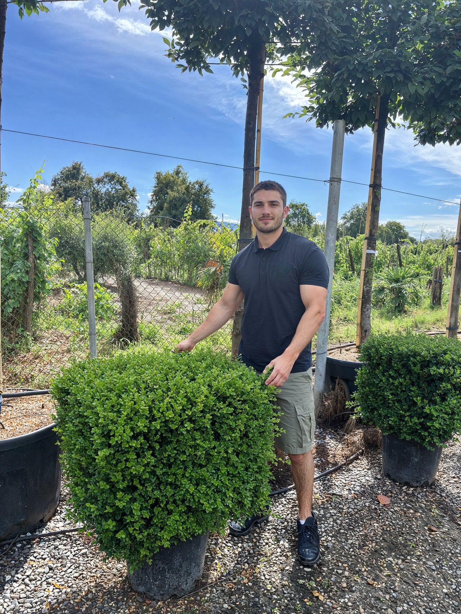 A 70cm Ilex crenata cube topiary displayed in a nursery, showcasing Japanese holly shaped into precise architectural forms, demonstrating blight-resistant boxwood alternative topiary plants ideal for formal garden topiary design and contemporary entrance sculpture.