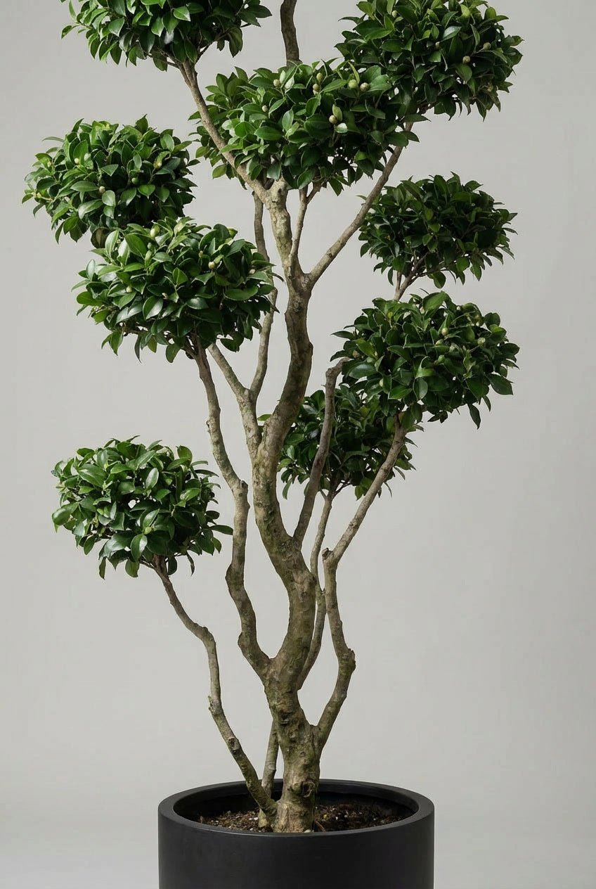 A premium hand-matched pair of Japanese camellia bonsai-style topiary trees, standing approximately 170cm tall, featuring glossy evergreen foliage and sculptural branching, presented in matte black planters against a clean studio background.