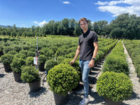Nursery · A team member stands among field rows of potted holly balls under a bright summer sky
