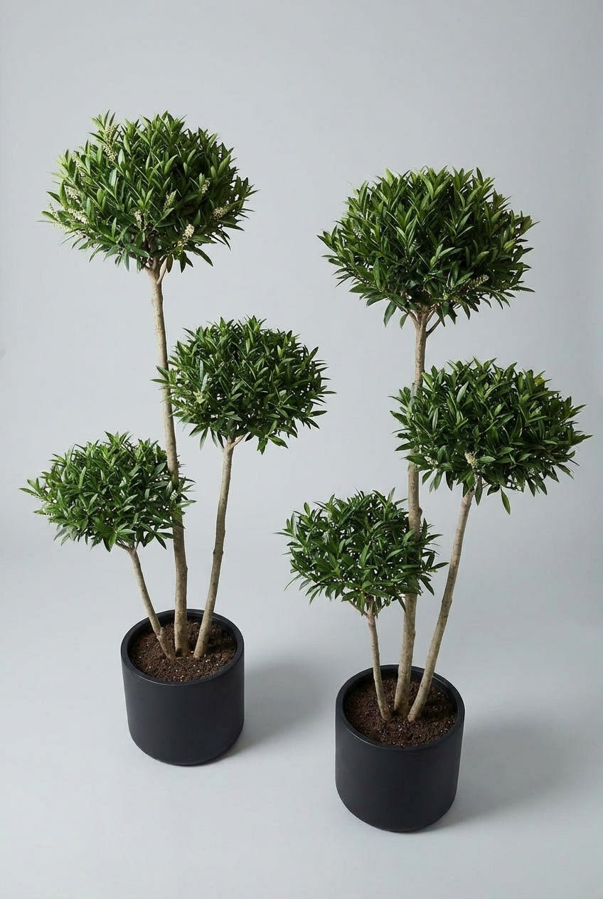 A hand-matched laurel cloud topiary tree pair with layered evergreen forms, ideal for creating architectural entranceway symmetry and refined doorway planting.