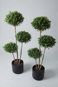Studio · The laurel pair photographed close, creamy flower spikes showing among the clipped green pads.
