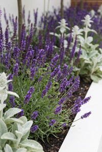 Foliage Close Up · Deep purple Hidcote lavender in flower along the white planter edge, salvia behind