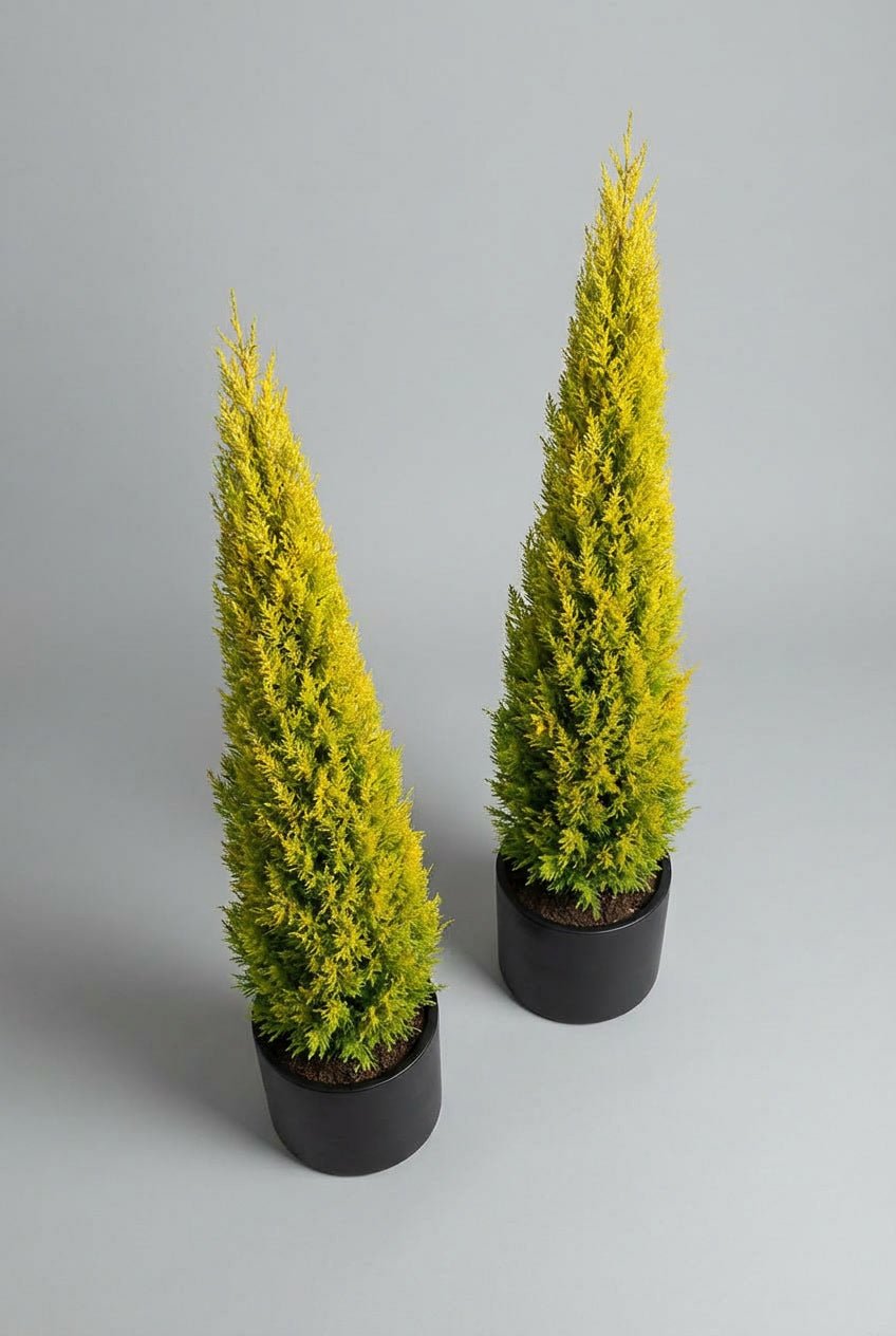 Pair of tall Leylandii Gold Rider topiary trees at approximately 250cm height, featuring slim conical form and vibrant golden-yellow evergreen foliage, planted in matching black pots and photographed against a neutral grey studio background for UK gardens and grand entrances.