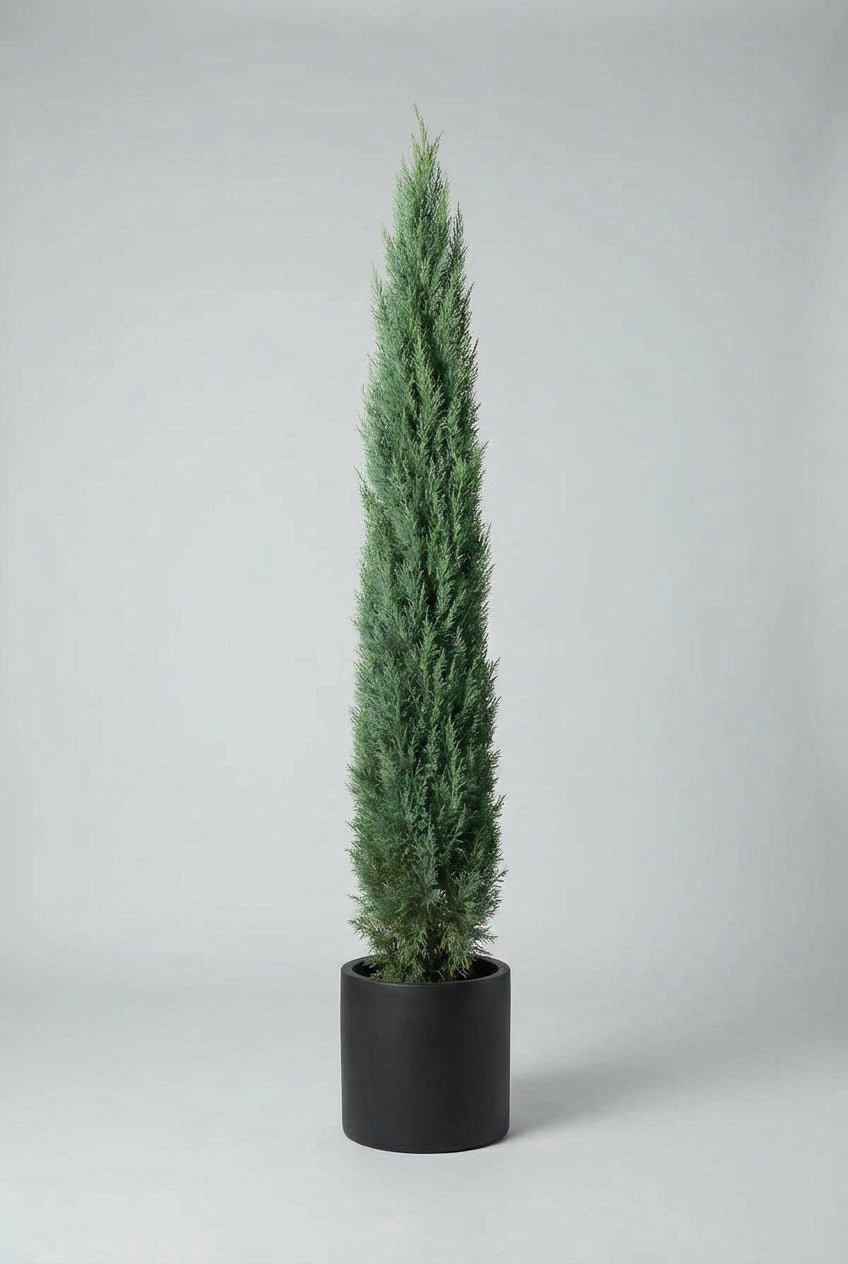 Single Leylandii ‘Pyramidalis’ evergreen topiary tree with a tall, narrow pyramidal form and dense green conifer foliage, planted in a black pot and photographed against a neutral studio background, suitable for UK entrances, terraces, and formal garden planting.