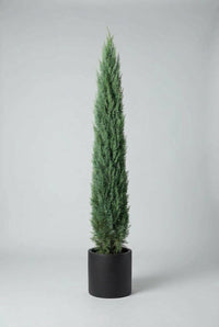 Studio · A single pencil cypress standing alone in a black pot, dense green foliage from base to tip.