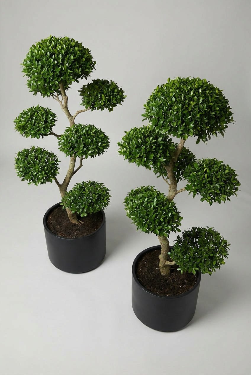 A hand-matched pair of Ligustrum jonandrum bonsai-style topiary trees, shaped into rounded cloud forms with dense glossy green foliage, planted in matte black pots and photographed on a clean neutral studio background.