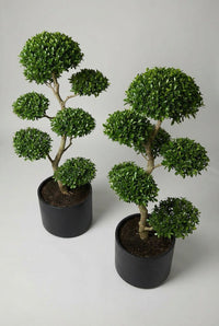 Studio · Angled studio view of the privet pair, the nearer tree slightly shorter and set forward