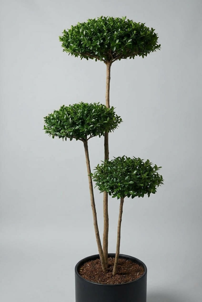 A sculptural ligustrum jonandrum cloud-form topiary pair with dense evergreen foliage, designed for architectural garden planting, modern terraces, and refined entrance symmetry.