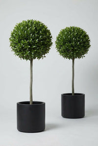 Studio · Mio and Liora side by side in matte black pots, each ball crown carried on a slim bare stem.