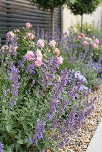 Foliage Close Up · Catmint spilling onto gravel with pink roses and the lollipop stems behind