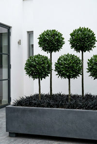Showcase · Massed laurel lollipops in a grey trough underplanted with black mophead grass